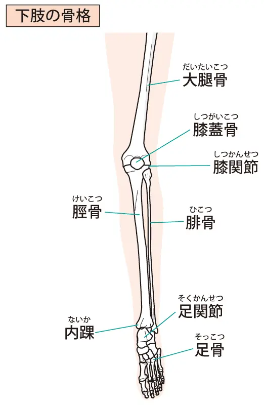 下肢骨格のイラスト